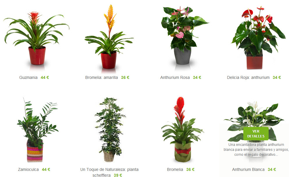 plantas ornamentales a domicilio