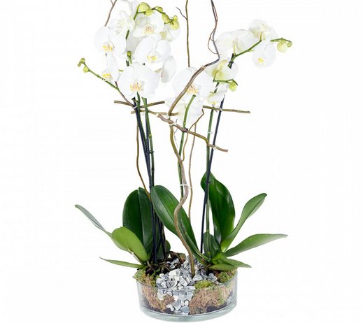 regalar orquideas online