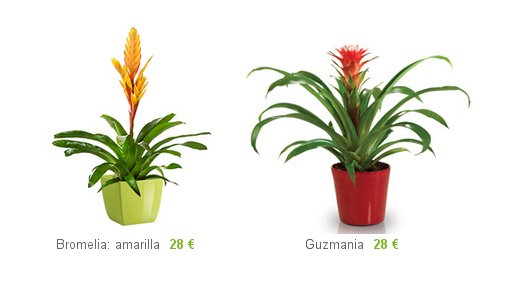 Comprar plantas decorativas a domicilio