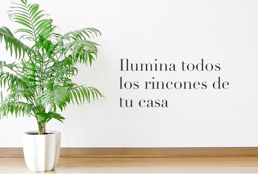 Comprar plantas decorativas online