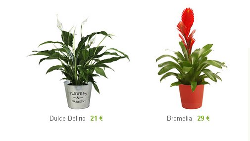 Comprar plantas decorativas precios