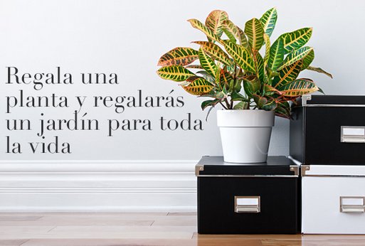 Comprar plantas decorativas