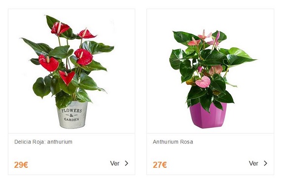 flores-tropicales