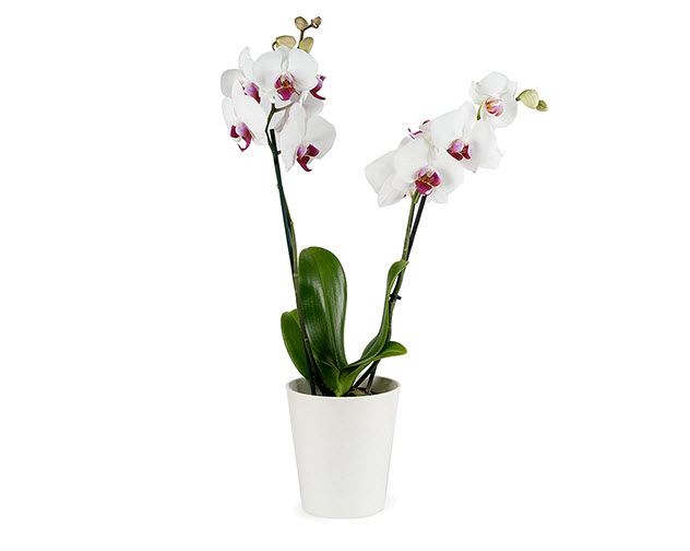 Orquídeas Blancas: la flor más deseada a los mejores precios