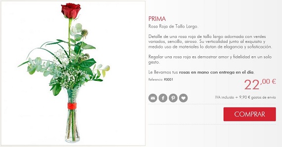 rosas Sant Jordi para regalar