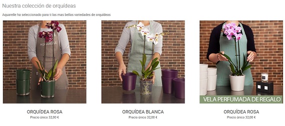 comprar plantas online baratas