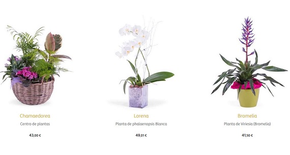 comprar plantas tropicales online