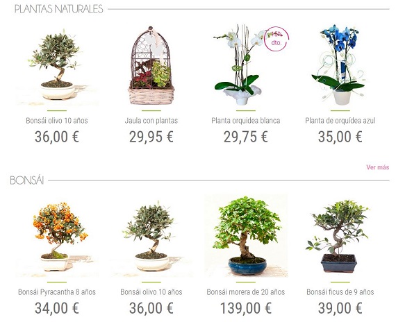 regalarflores.net plantas