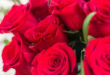 Rosas Sant Jordi a domicilio