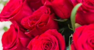 Rosas Sant Jordi a domicilio